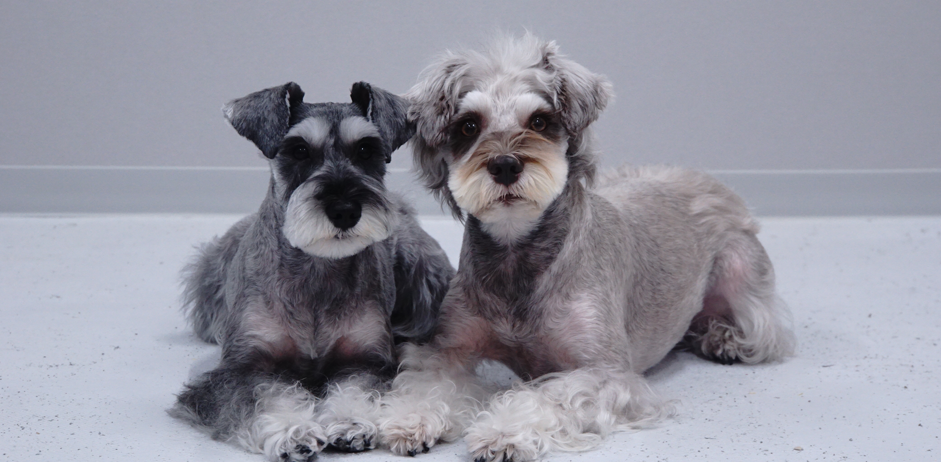 DogSalon M&S