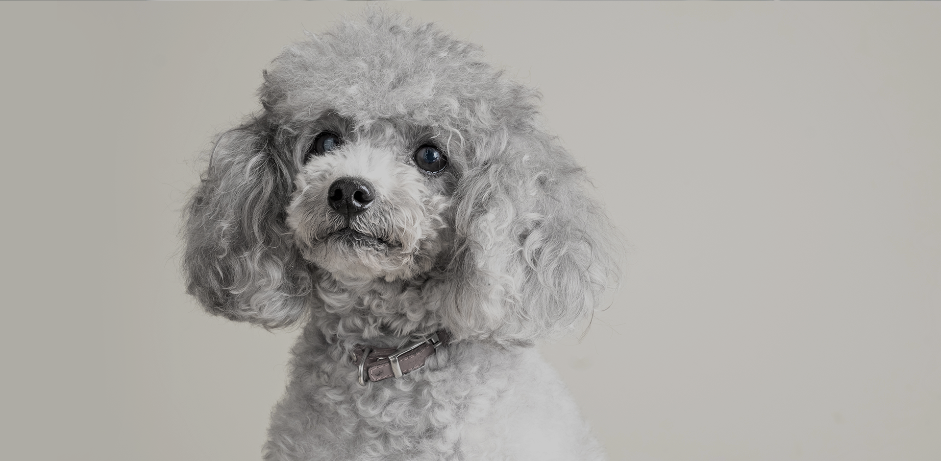 DogSalon M&S